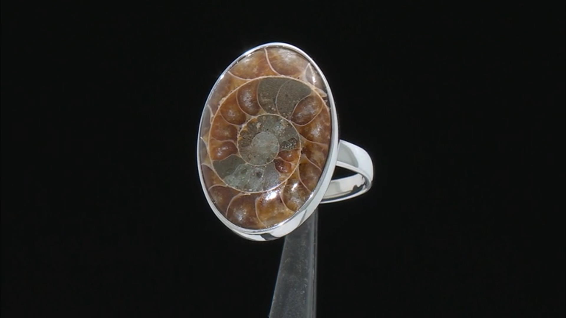 Brown Ammonite Shell Rhodium Over Sterling Silver Solitaire Ring Video Thumbnail