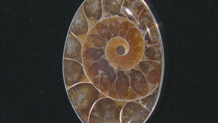 Brown Ammonite Shell Rhodium Over Sterling Silver Solitaire Pendant With Chain Video Thumbnail