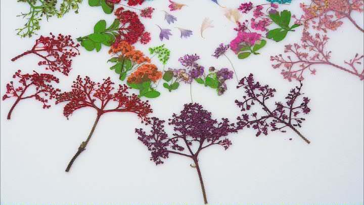 Dried Flower Kit for Resin Projects in Assorted Colors Appx 54 Pieces Video Thumbnail