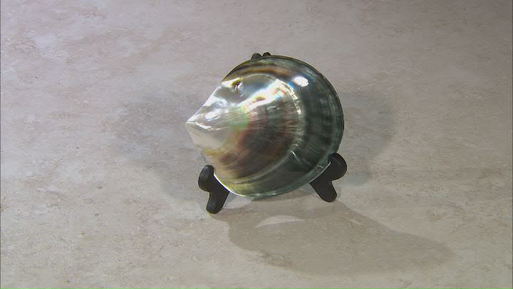 Polished Tahitian Shell With Wooden Stand Video Thumbnail