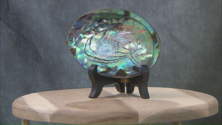 Polished Abalone Shell With Wooden Stand Video Thumbnail